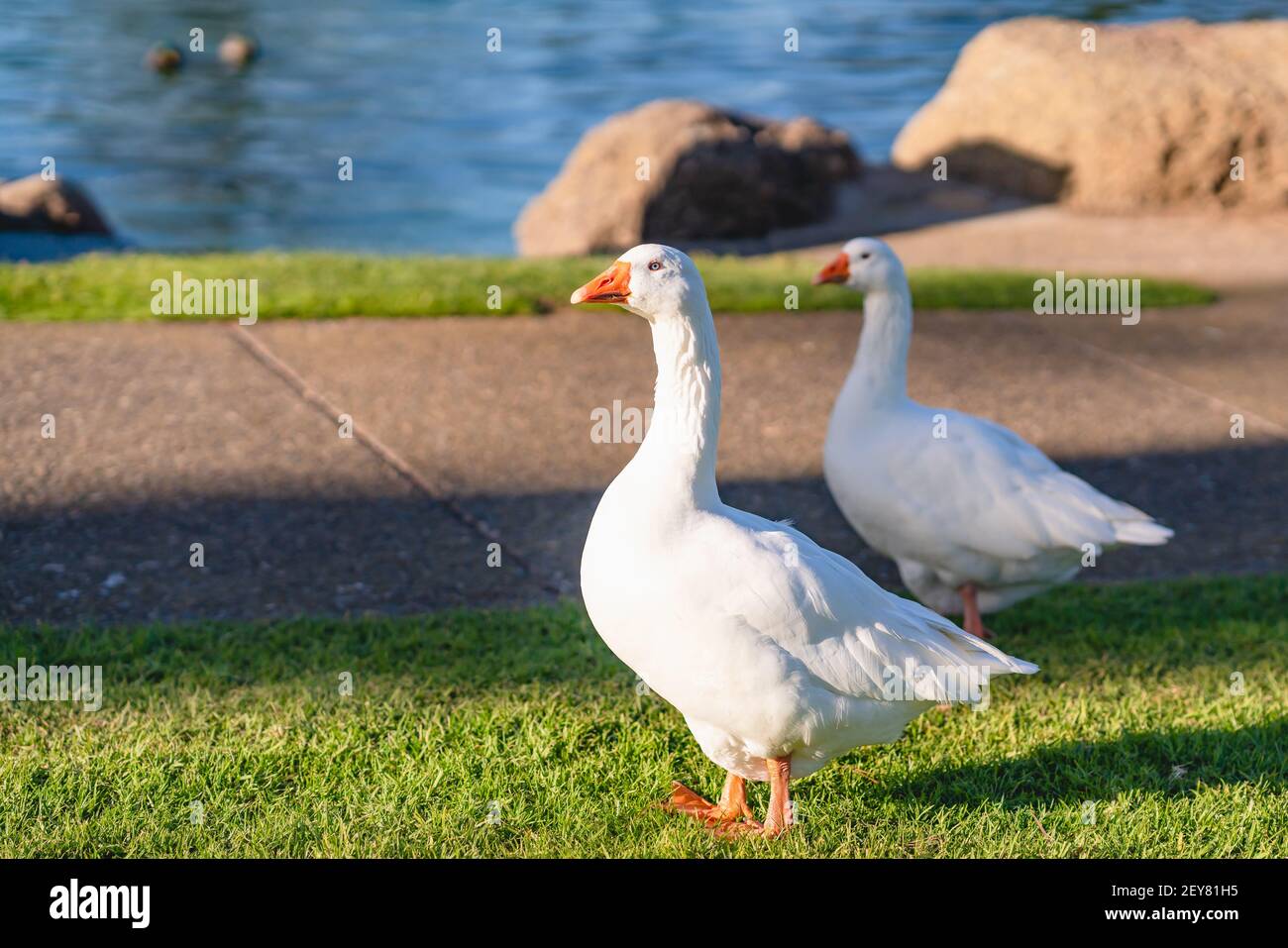 Les oies blanches marchent sur l'herbe près de l'eau dans le parc de la ville Banque D'Images