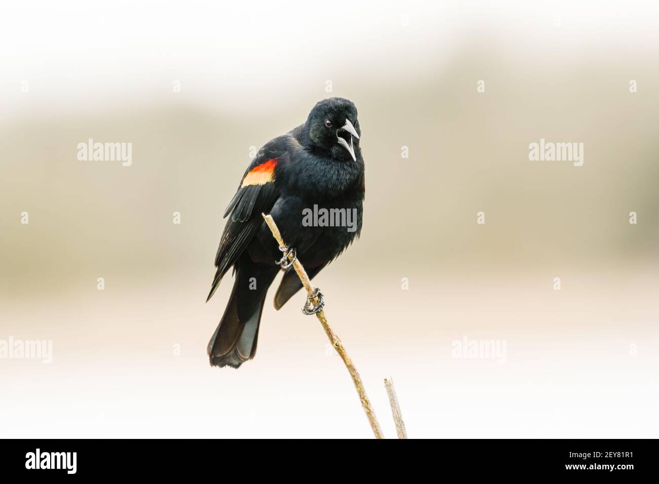 un oiseau-noir à ailes rouges qui s'appelle de la manomanette mince à la réserve nationale de Ridgefield Refuge près de Vancouver Washington en hiver Banque D'Images