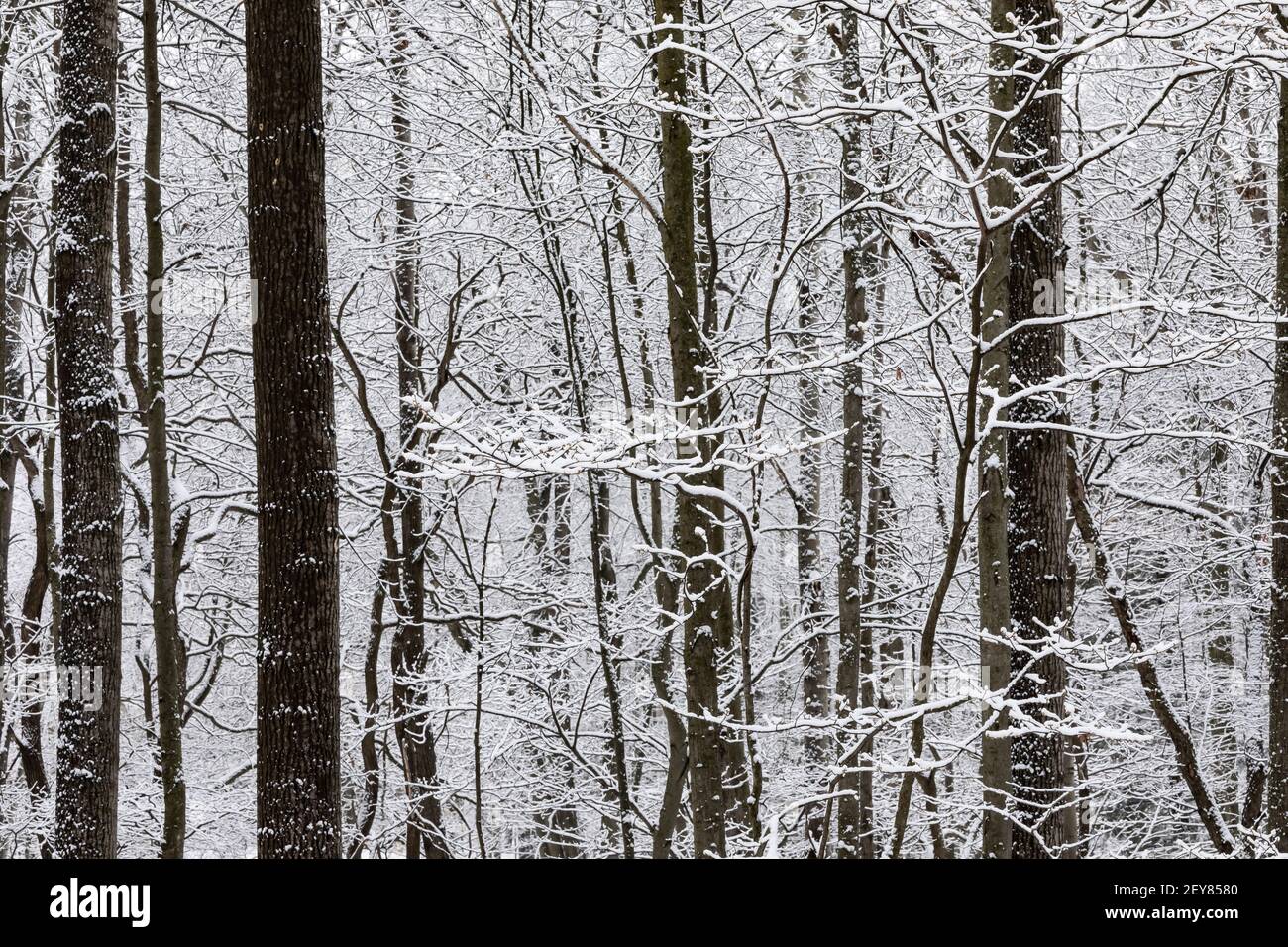 Les chutes de neige s'accrochent aux branches en hiver dans le centre du Michigan, aux États-Unis Banque D'Images