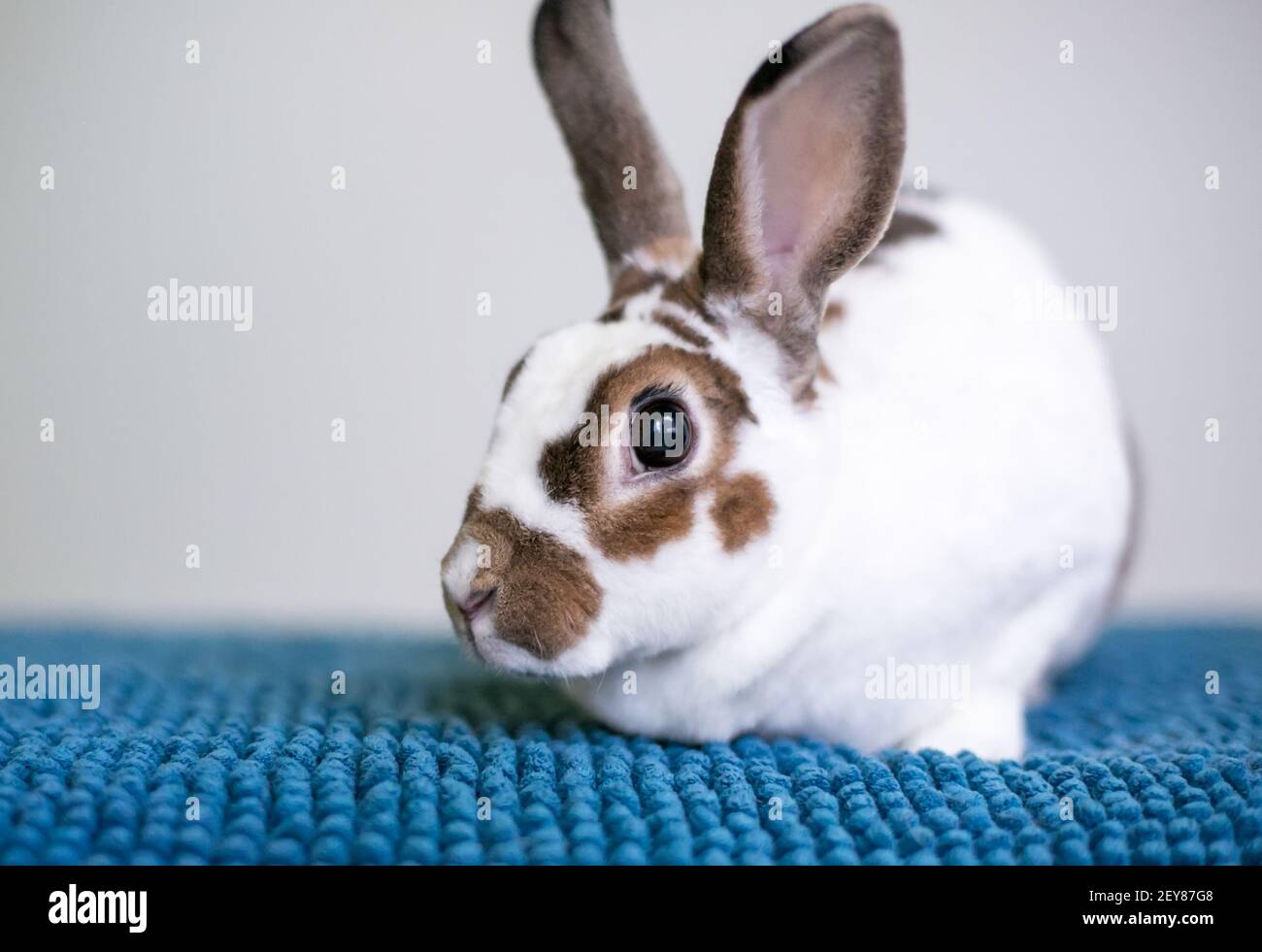 Un lapin de race Rex marron et blanc assis sur une couverture bleue Banque D'Images