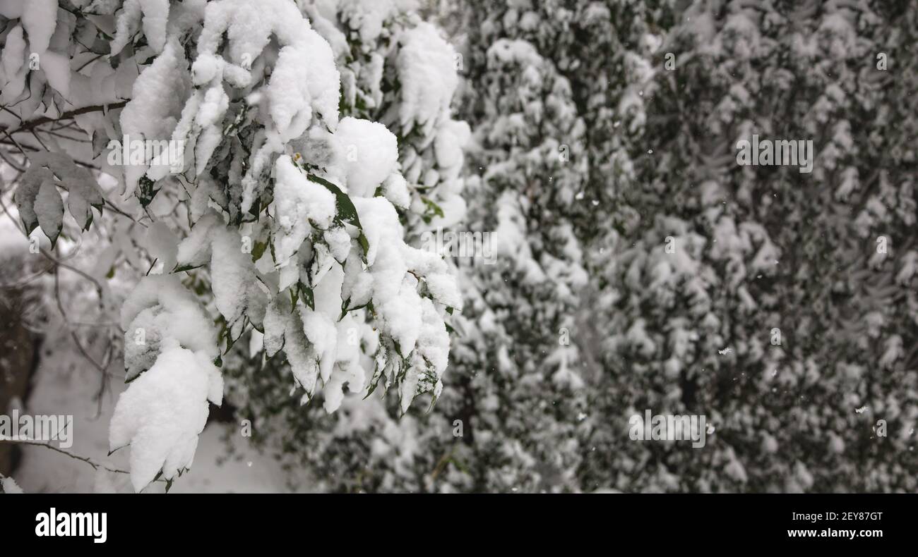 Arbres et branches enneigés avec des feuilles vertes. Journée d'hiver en forêt avec de la neige blanche épaisse sur le fond des plantes, texture. Chasse-neige, flocons de neige, bl Banque D'Images