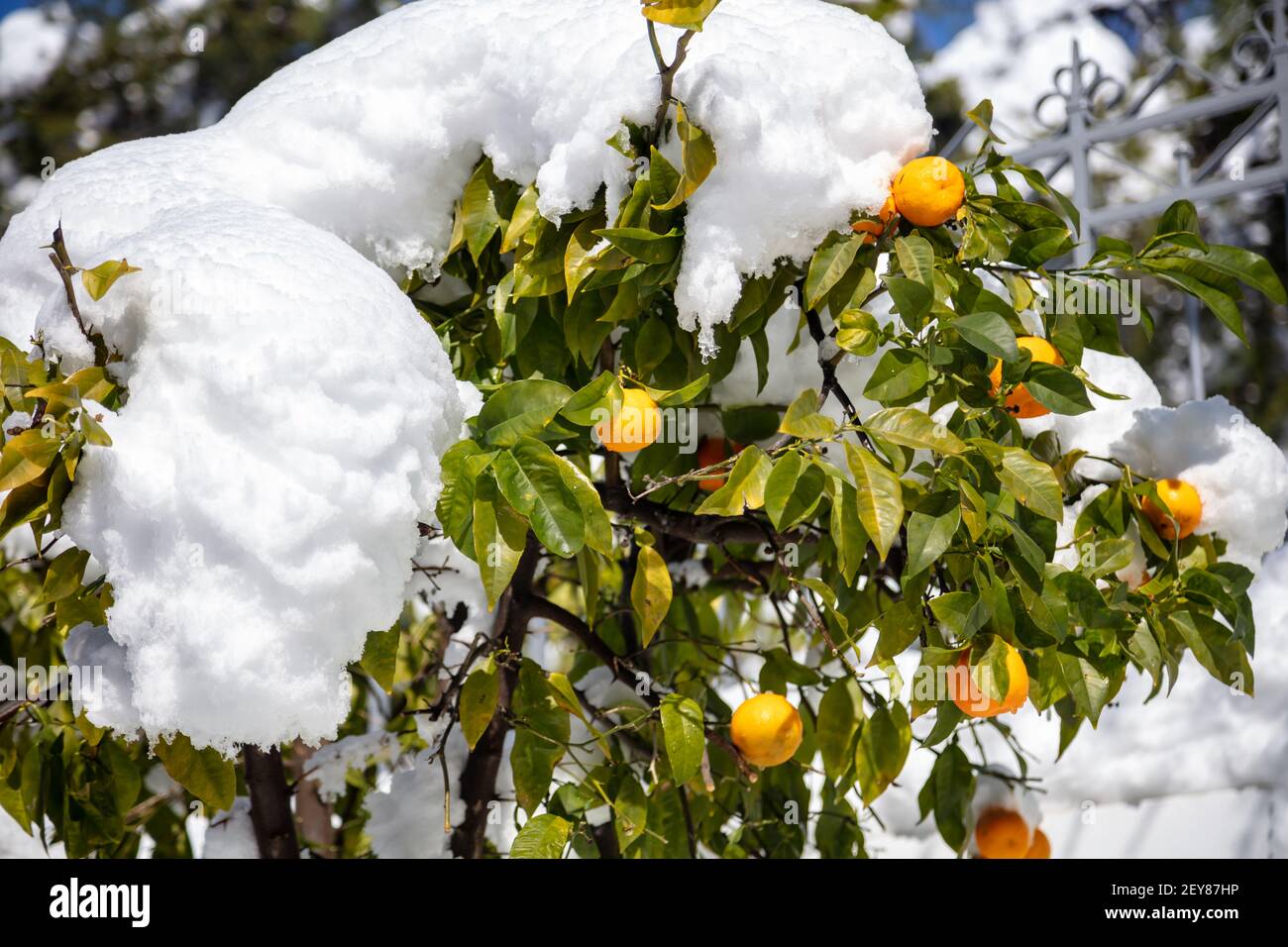 Concept de verger enneigé. Neige sur l'arbre orange et ses feuilles. Catastrophe sur l'agriculture, les plantes pauvres et les fruits frais. Agrumes dépolis sous le tas de neige A. Banque D'Images