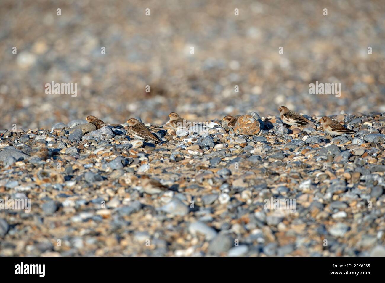Déneigement (Plectrophenax nivalis). Hiverner un petit troupeau de six, sur une plage de galets, Happisburgh, Norfolk. Banque D'Images