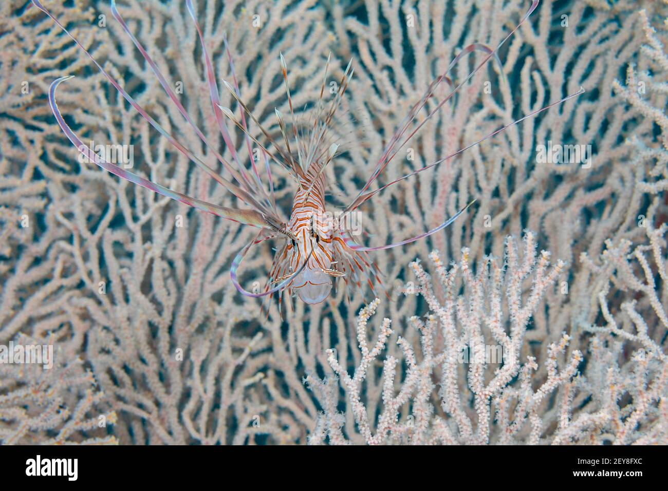 Ce poisson-lionfish juvénile, Pterois volitans, est photographié devant un énorme fan de gorgone, Philippines. Banque D'Images