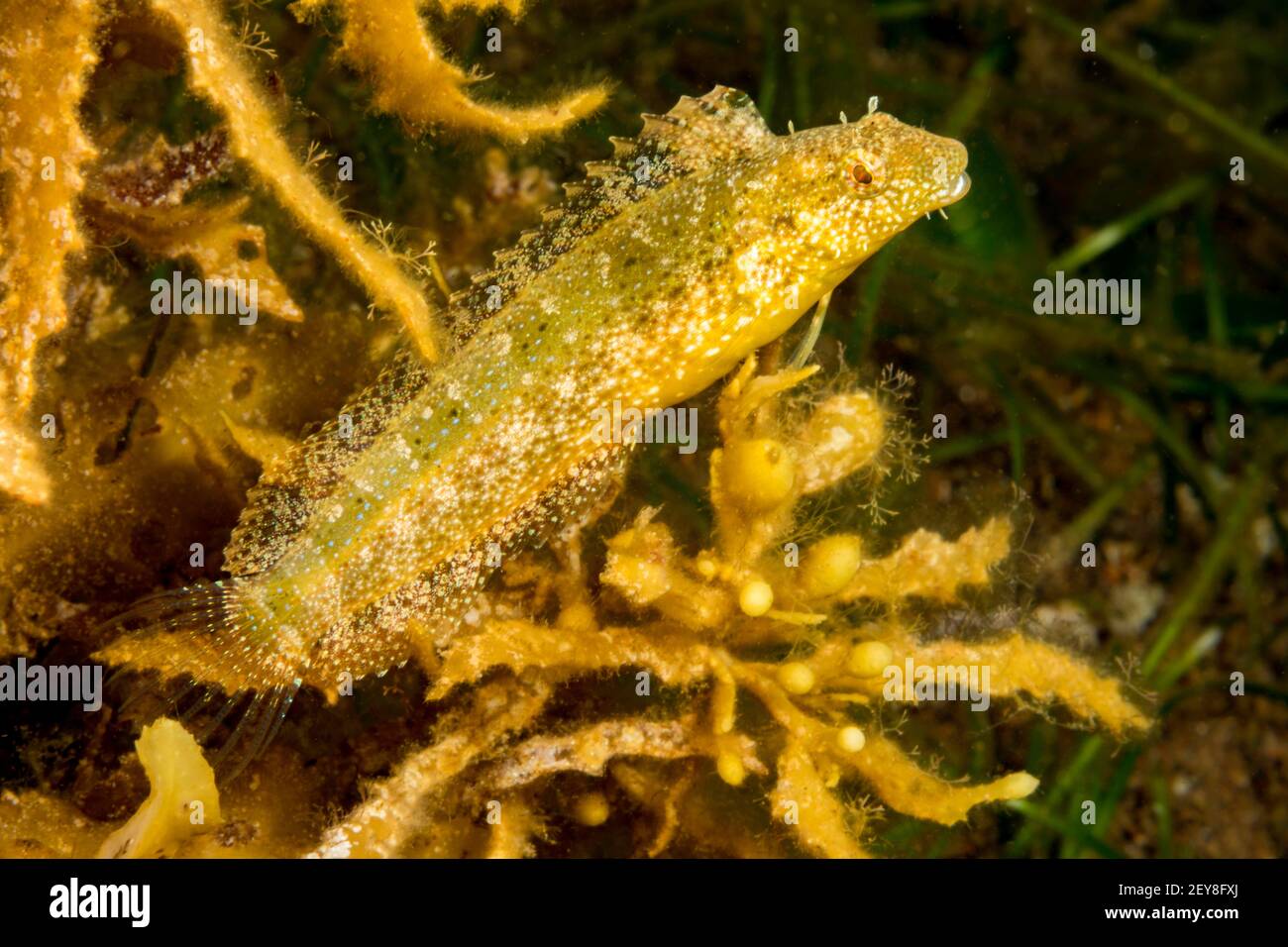 La variable sabretoth blenny, Petroscirtes variabilis, est également connue sous le nom de variable fangblenny, ou variable blenny, et se trouve souvent dans la mer g. Banque D'Images