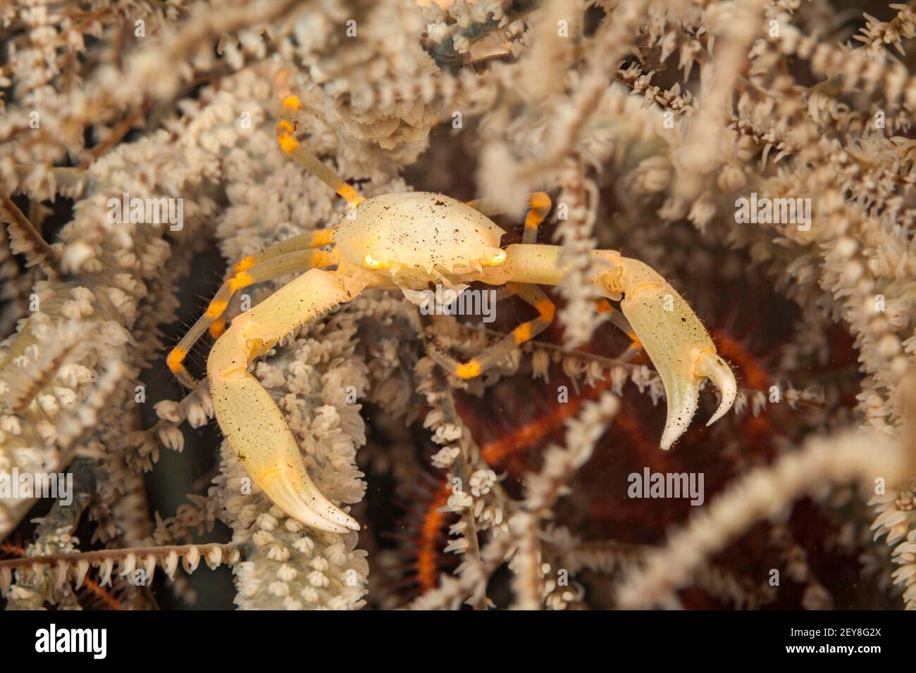 Crabe corallien couronné, Quadrella coronata, adulte, agitant des griffes comme avertissement défensif sur le corail noir, Bali, Indonésie. Banque D'Images