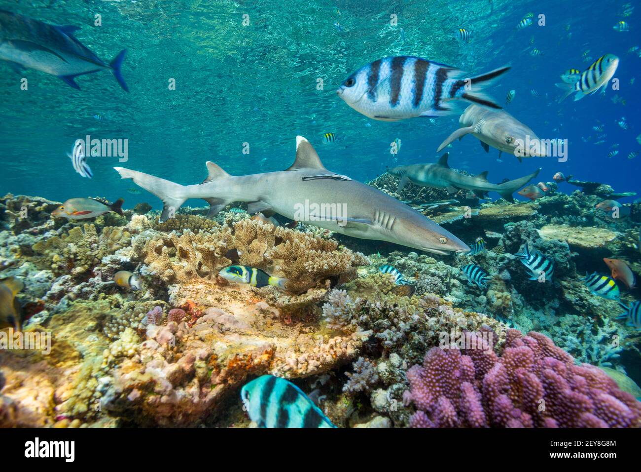 Trois requins de récif à pointe blanche, Triaenodon obesus, ainsi que de nombreux poissons de récif patrouillent le bord des échalotes dans la lagune de Bequ, Viti Levu, Fidji. C'est ce qui Banque D'Images