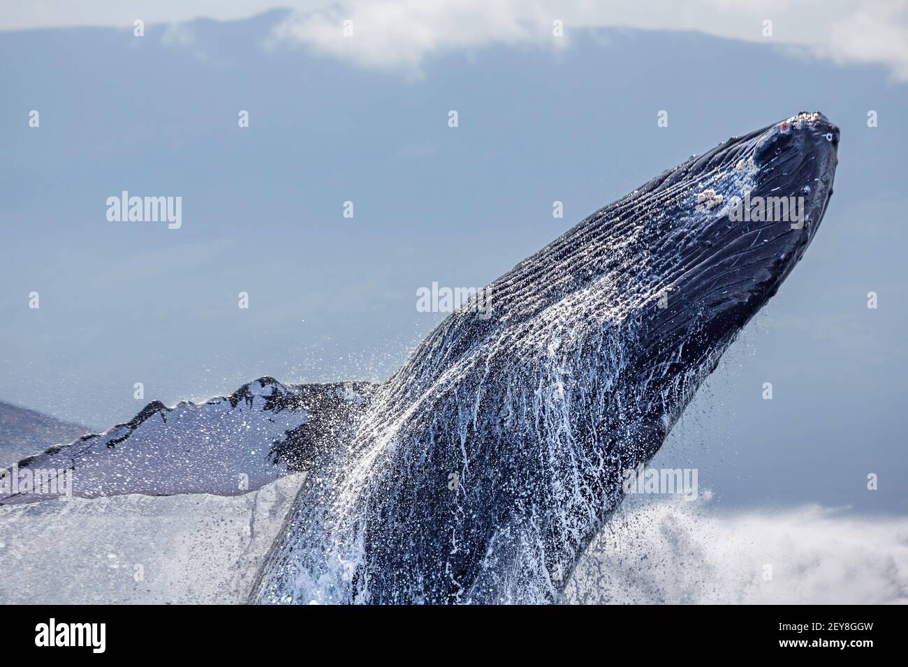 Baleine à bosse de braconnage, Megaptera novaeangliae, Hawaï. Haleakala, le pic de 10,000 pieds de Maui est en arrière-plan. Banque D'Images