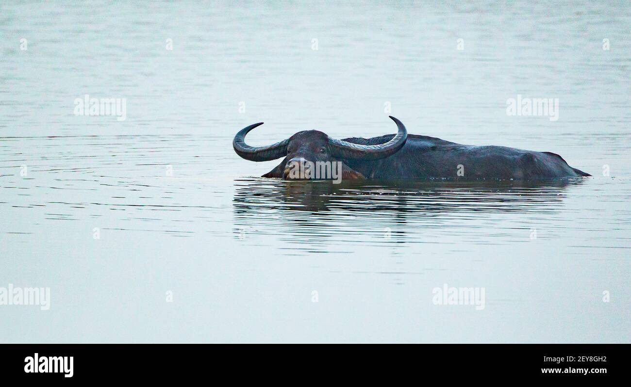Le buffle d'eau (Bubalus bubalis) se déplace dans l'eau Banque D'Images