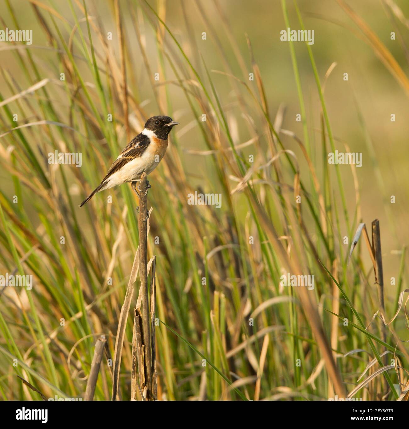 (Saxicola torquata Stonechat commun) Banque D'Images