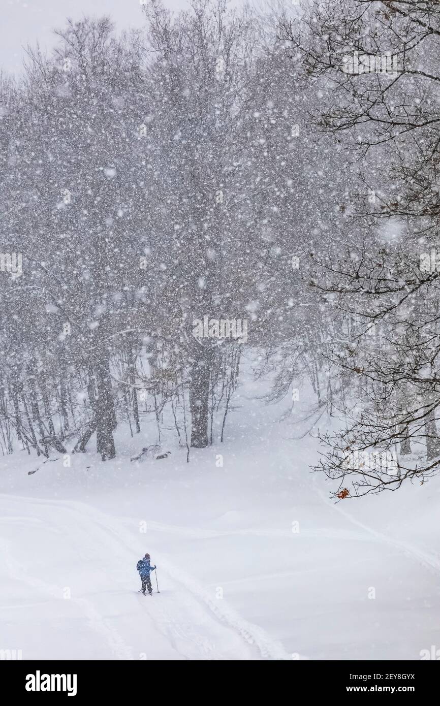 Skieur de fond lors d'une tempête de neige en hiver dans le centre du Michigan, aux États-Unis Banque D'Images