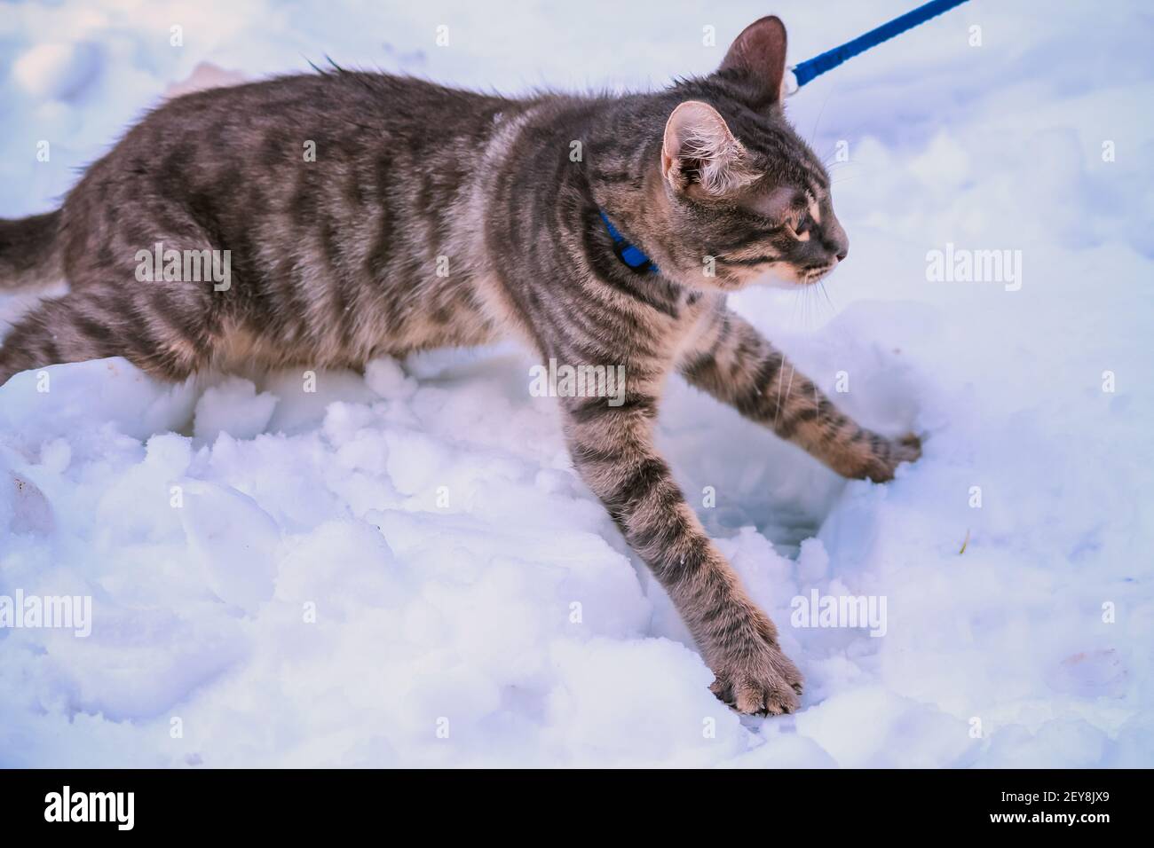 Un gros plan d'un adorable chat sur une laisse marchant dans un champ couvert de neige Banque D'Images