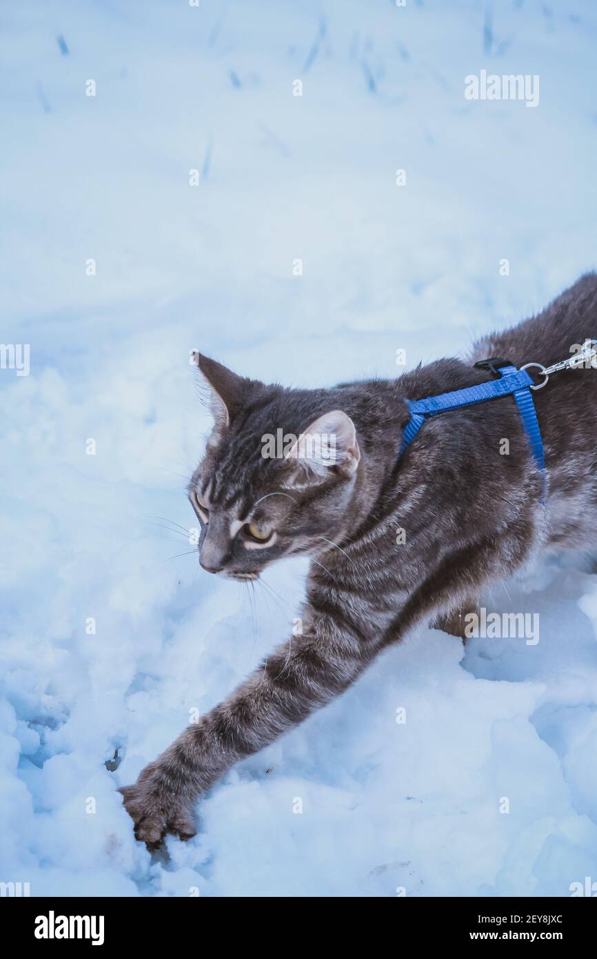 Un cliché vertical d'un adorable chat sur une laisse marche dans un champ couvert de neige Banque D'Images