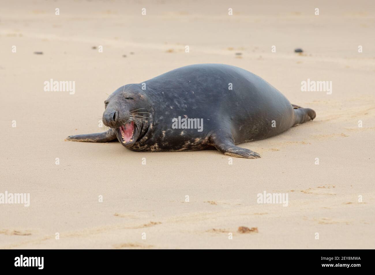 Phoque gris (Halichoerus grypus). Reposant, allongé, tête relevée, sur la surface de sable de la plage. Ayant un grand bâillement, dentition révélatrice, adapté à la capture de poissons Banque D'Images