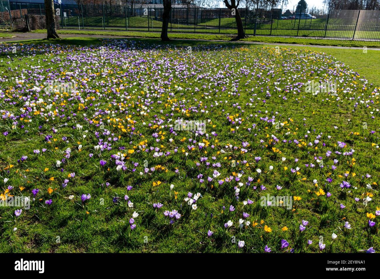 Crocuses en fleur à Sunny Bank Park, Droylsden, Tameside, Manchester, Royaume-Uni Banque D'Images