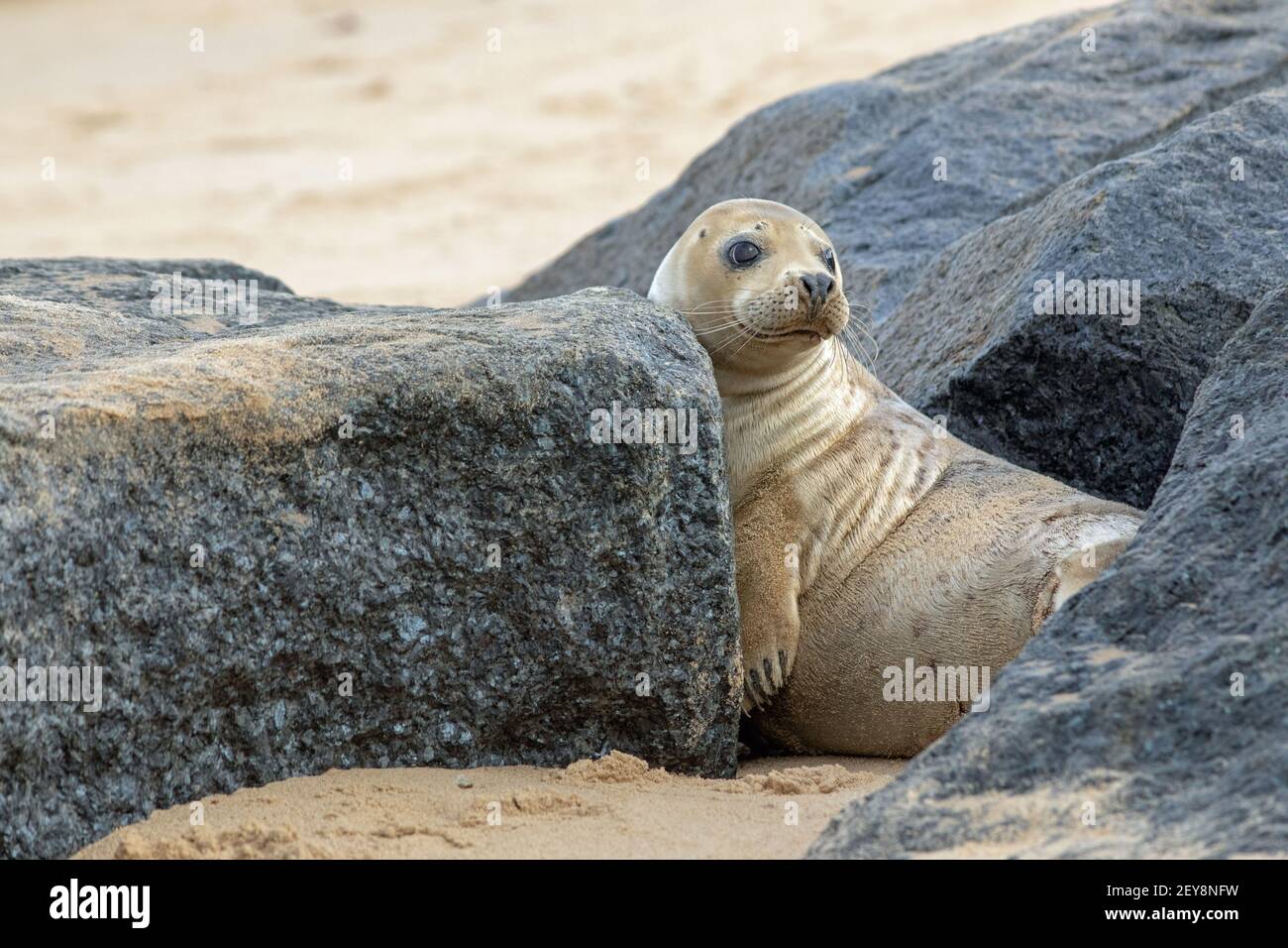 Phoque gris (Halichoerus grypus). Bien cultivé, reposant, couché, tête relevée, entre les roches de granit introduites et déposées comme une partie de la côte est Banque D'Images