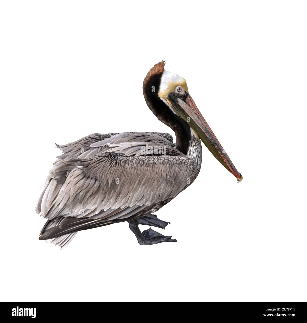 Portrait de Pelican brun coloré debout découpe de gros plan isolée sur un arrière-plan blanc Banque D'Images