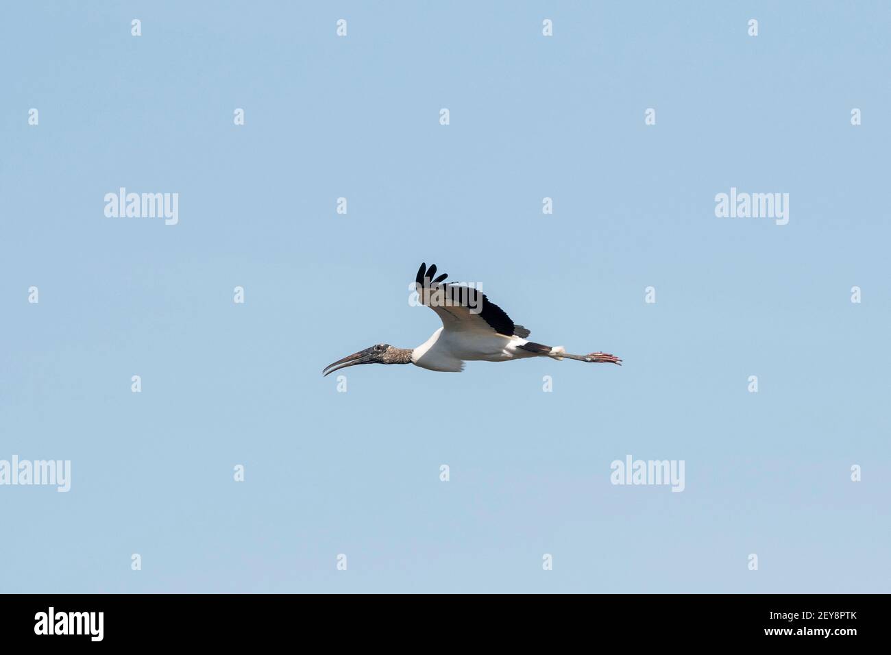 Bois Stork (Mycteria americana), Pantanal, Mato Grosso do Sul, Brésil. Banque D'Images