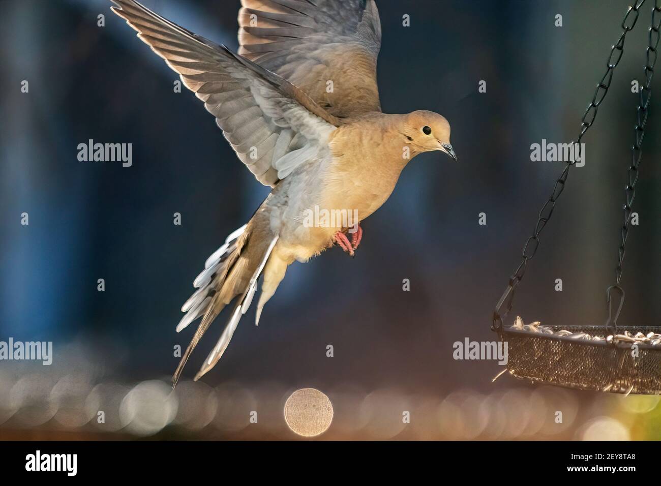 Vol De Colombe En Deuil Dans L Habitat De L Arriere Cour Photo Stock Alamy