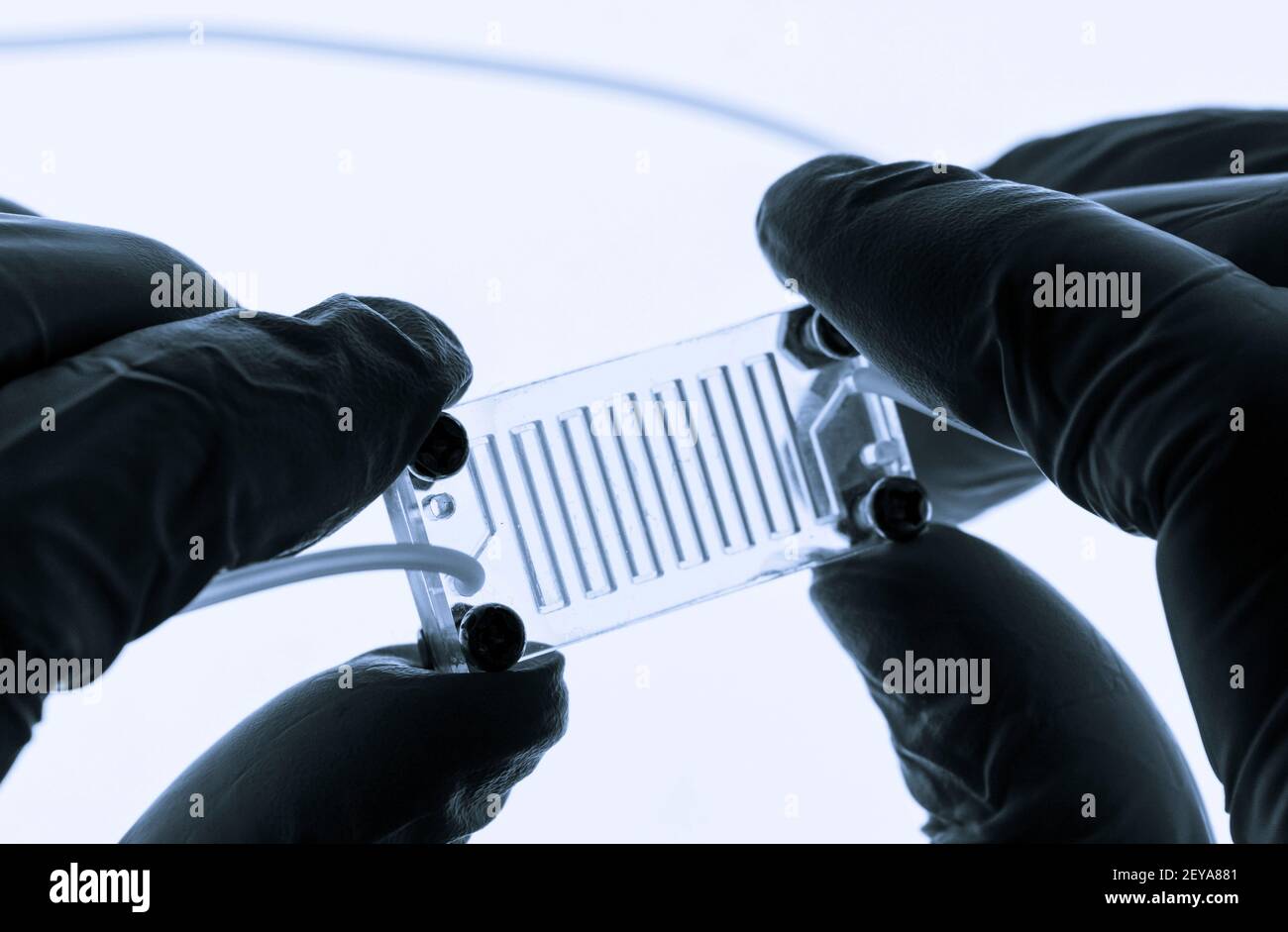 Orgue sur puce Banque D'Images