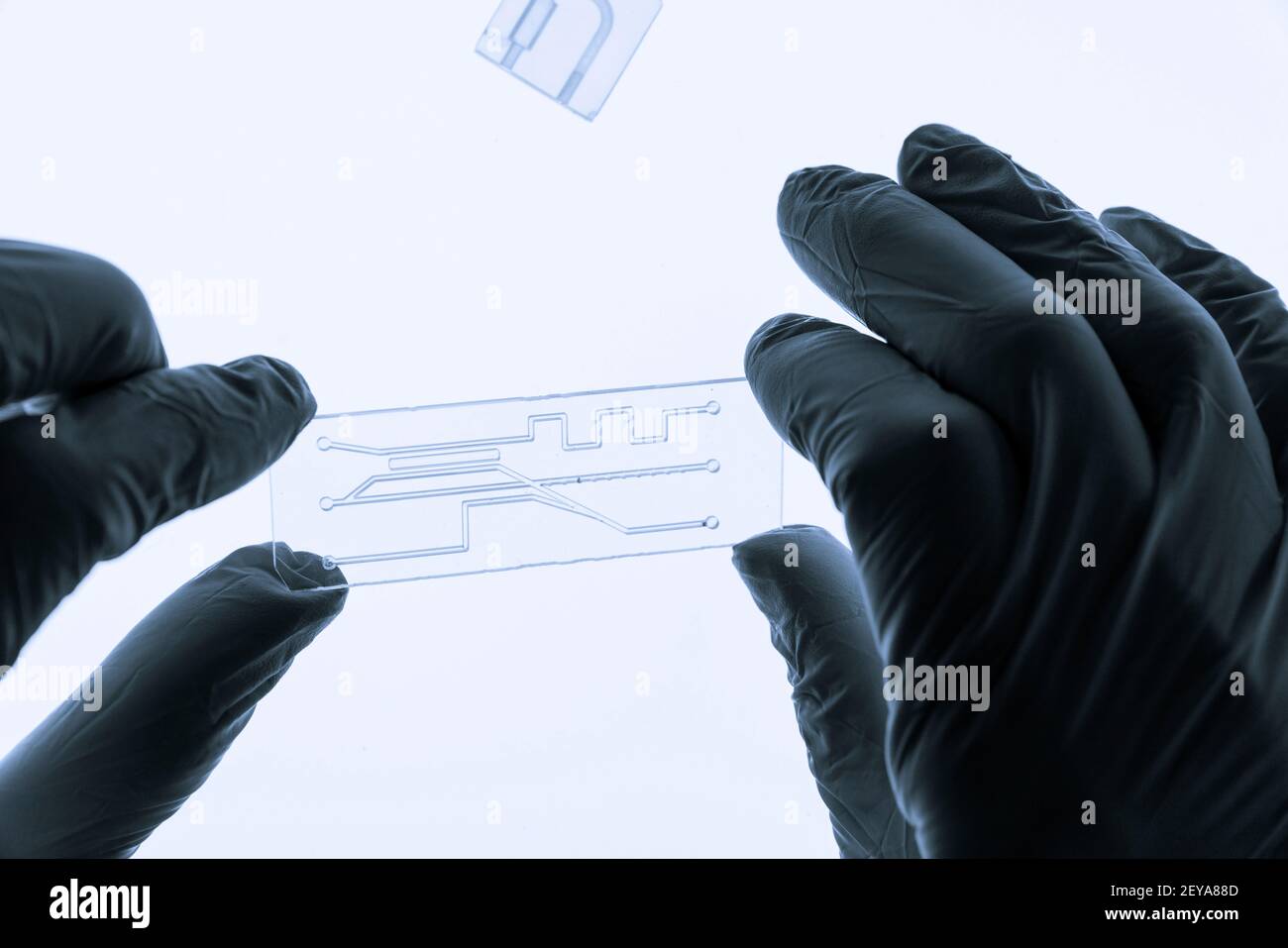 Orgue sur puce Banque D'Images