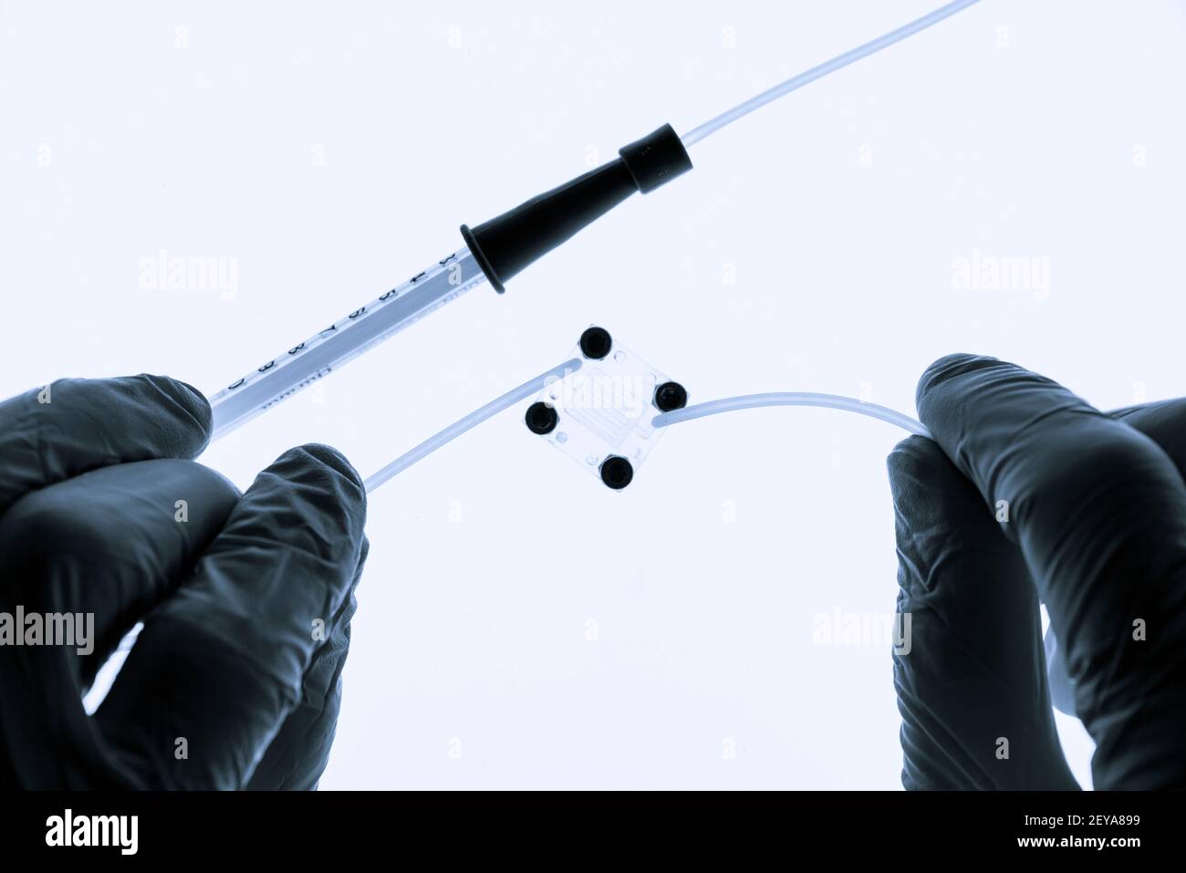 Orgue sur puce Banque D'Images