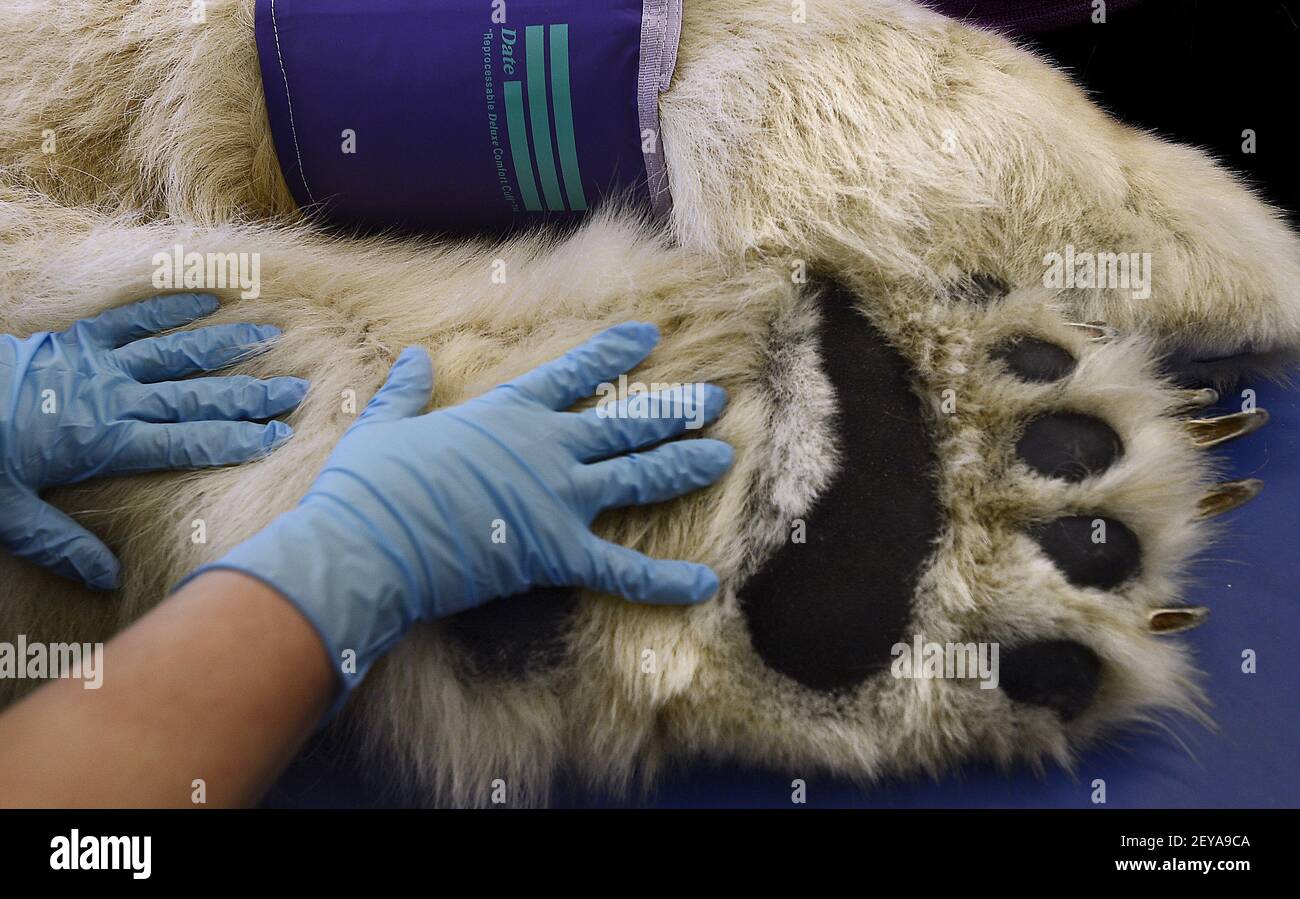 Une paire de gants est éclipsée par les pattes à fourrure de Boris The Polar Bear à l'hôpital de soins de santé animale de point Defiance Zoo & Aquarium samedi 23 février 2013 à Tacoma, Washington. Crédit photo: Dean J. Koepfler/Tacoma News Tribune/MCT/Sipa USA Banque D'Images