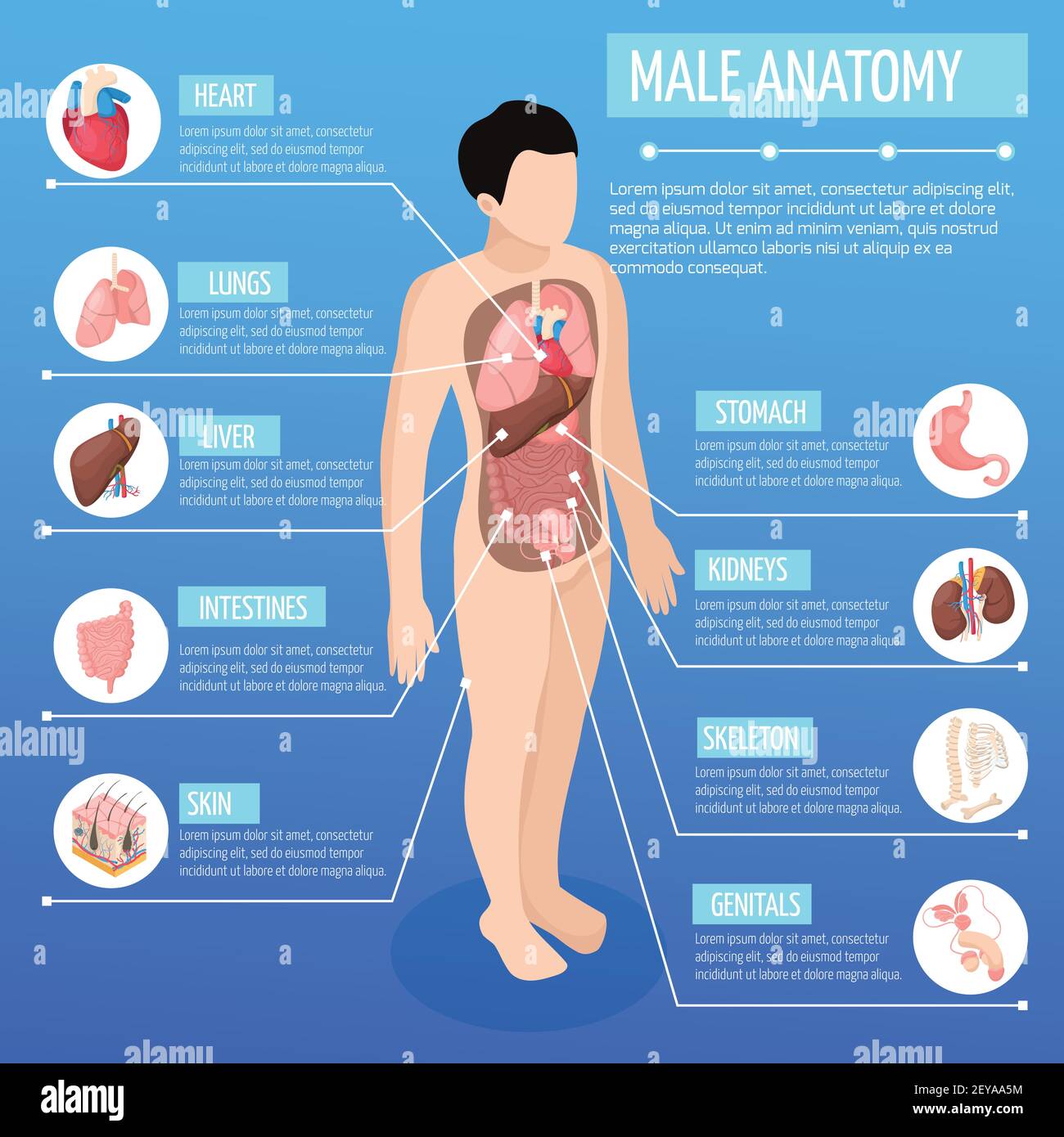 Affiche isométrique pour l'anatomie masculine avec modèle infographique du corps humain et description de l'illustration vectorielle des organes internes Illustration de Vecteur