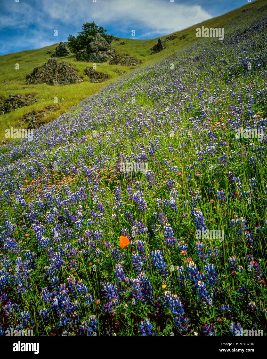 Lupin, parc national de Mount Tamalpais, comté de Marin, Californie Banque D'Images