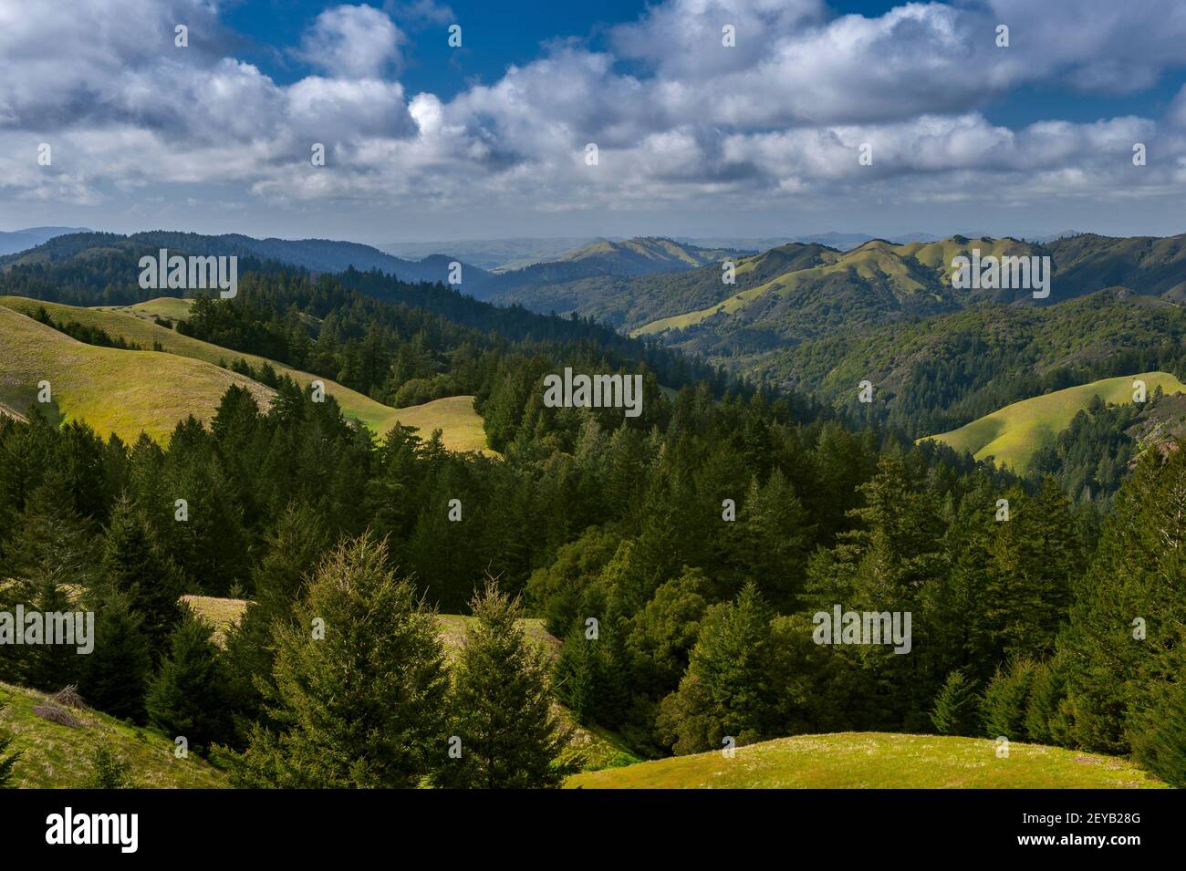 Collines côtières, Bolinas Ridge, le Mont Tamalpais State Park, aire de loisirs nationale du Golden Gate, le comté de Marin, en Californie Banque D'Images