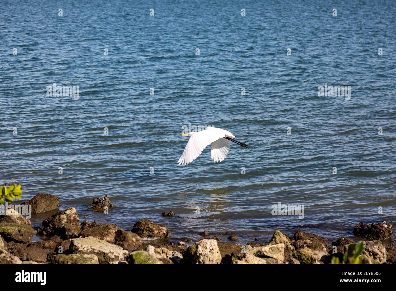 Un grand Egret vole le long du rivage rocheux de la rivière Indian à fort Pierce, Floride, États-Unis. Banque D'Images