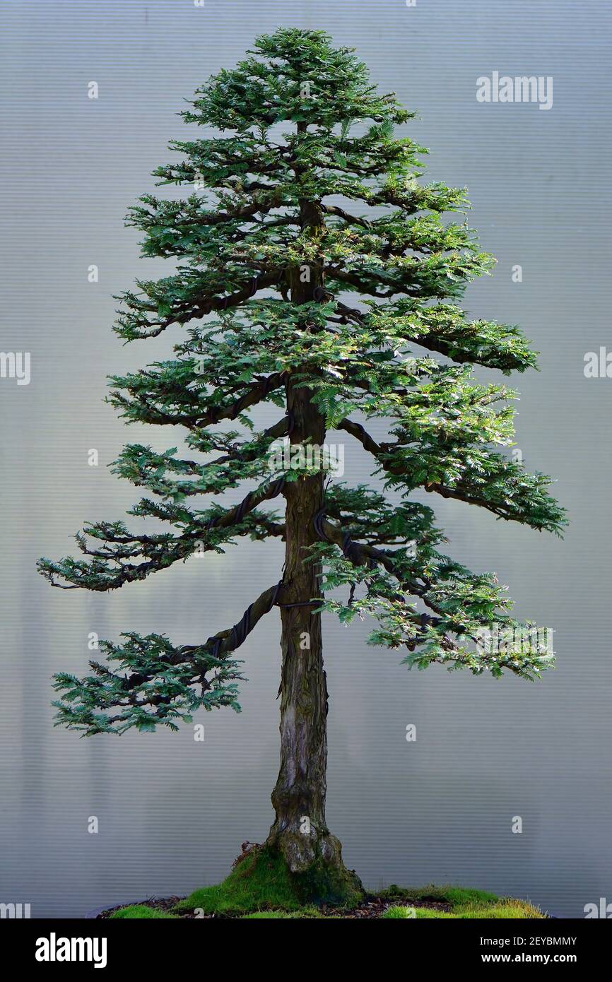 Spruce shrub Banque de photographies et d'images à haute résolution - Alamy