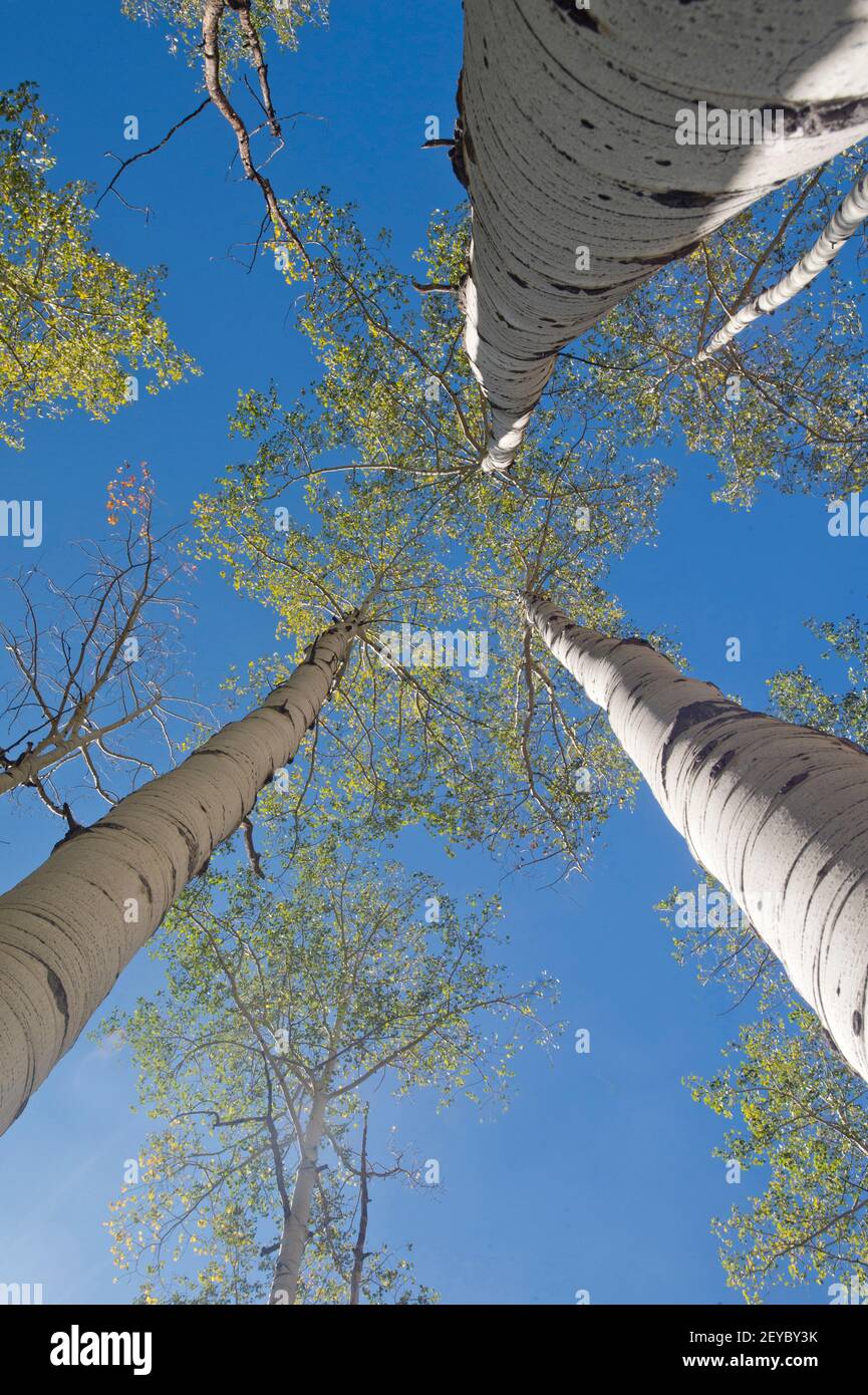bosquet de trembles, vue verticale, Colorado SW Banque D'Images