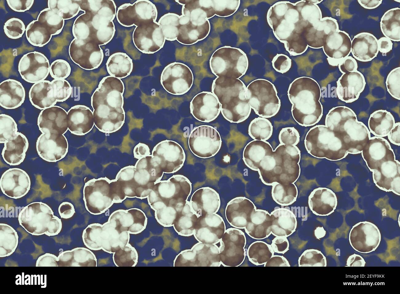 Forme de cellule bactérienne : cocci, bacilles, bactéries contexte spirilla Banque D'Images