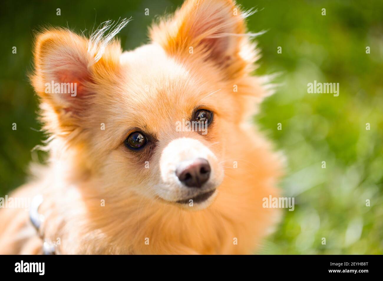 Portrait d'un poméranie, beau chien Banque D'Images