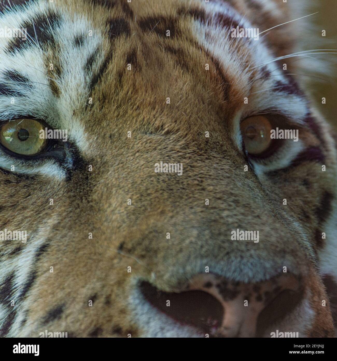 Détail de la bouche d'un grand tigre de Sibérie, de l'image naturaliste Banque D'Images