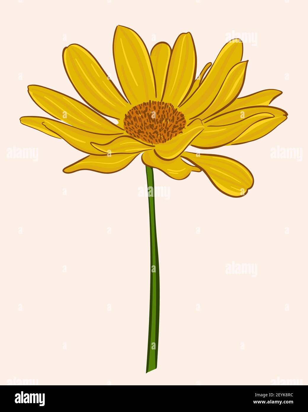 Gerbera brillant. Vecteur, fleur jaune-orange vif. Fleur de jardin en gros plan. Illustration de Vecteur