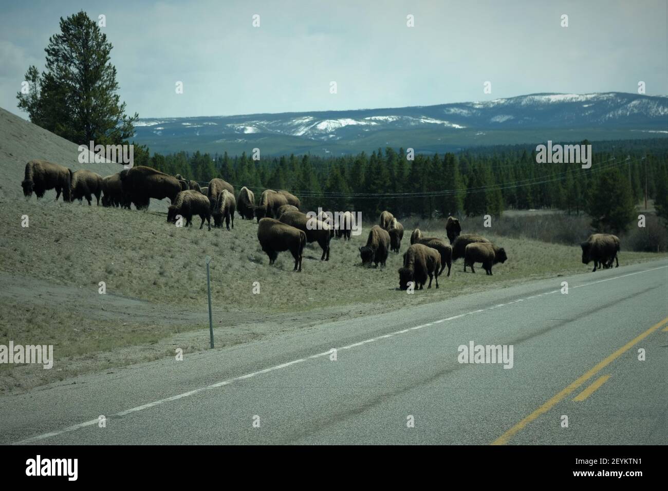 Le bison, le Parc National de Yellowstone Banque D'Images