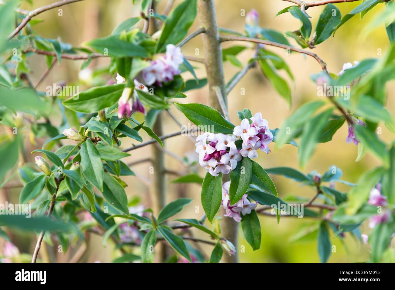 Daphne bholua 'Jacqueline' Postill Banque D'Images