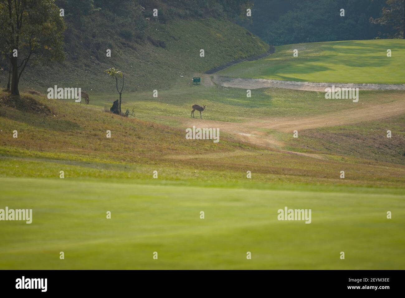 Katmandou, Népal. 6 mars 2021. Deer's errance autour du club de golf de Gokarna à Katmandou, au Népal, le samedi 6 mars 2021. Crédit: Skanda Gautam/ZUMA Wire/Alay Live News Banque D'Images