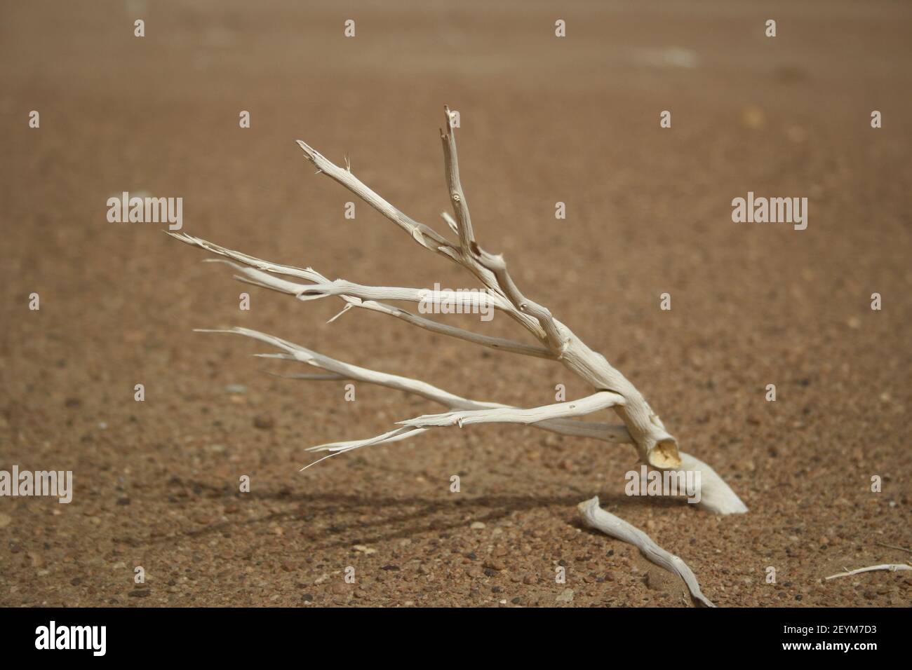 Branche sèche dans le désert Banque D'Images