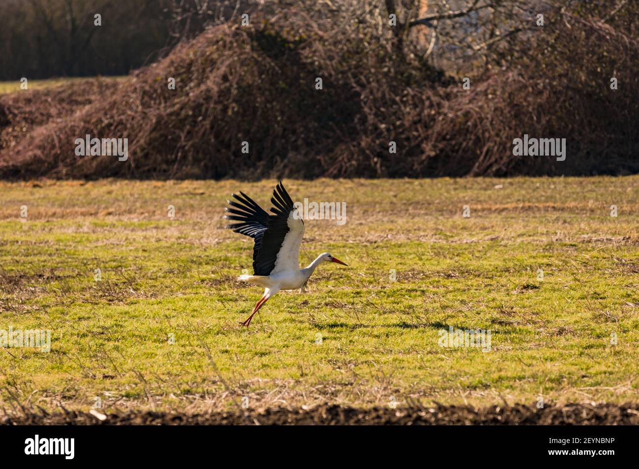 Un stork commence dans un champ ouvert et s'exécute dans il Banque D'Images