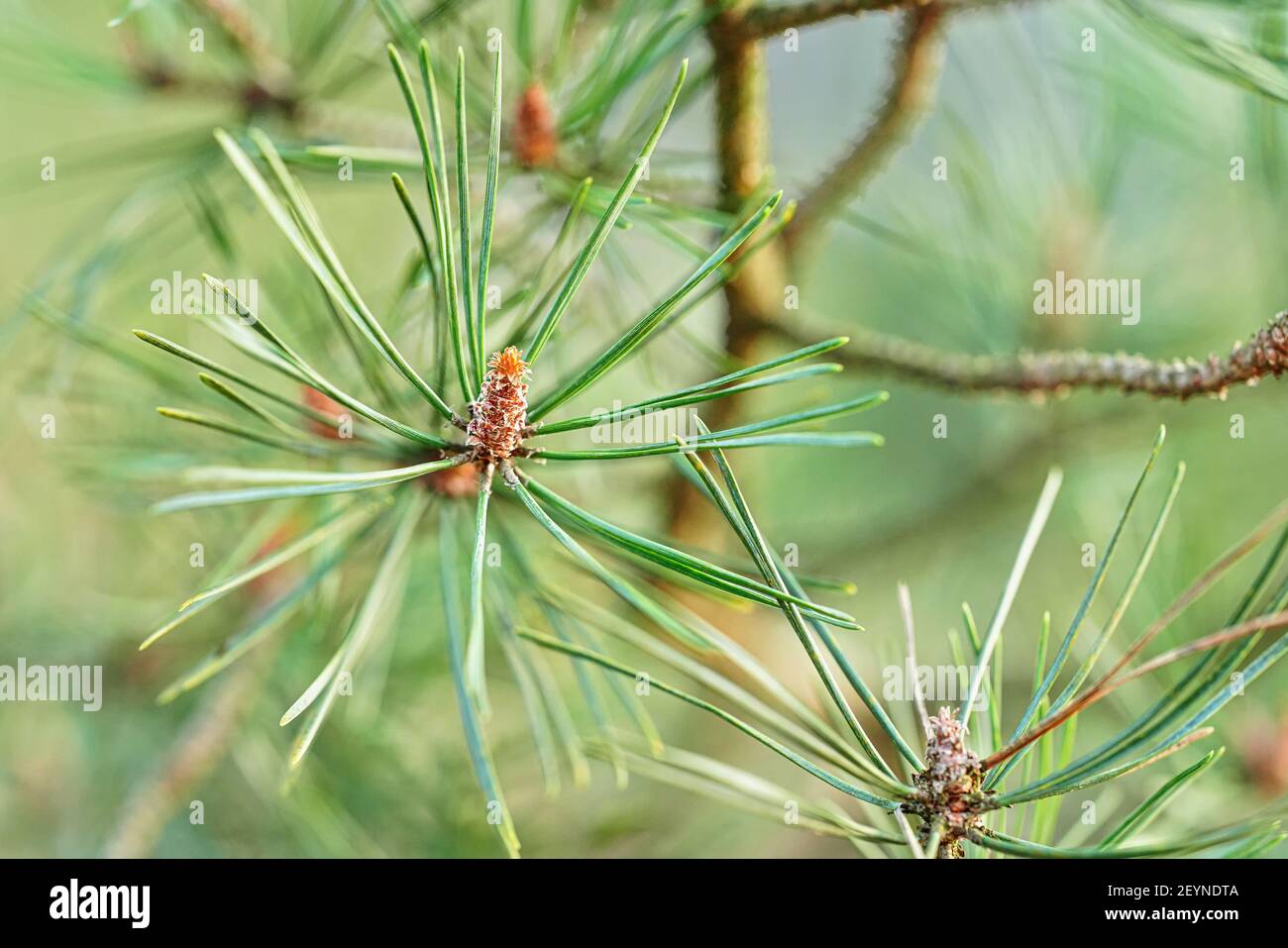 Jeunes bourgeons coniques de conifères poussant sur la branche de pin au printemps, photo de faible profondeur de champ Banque D'Images