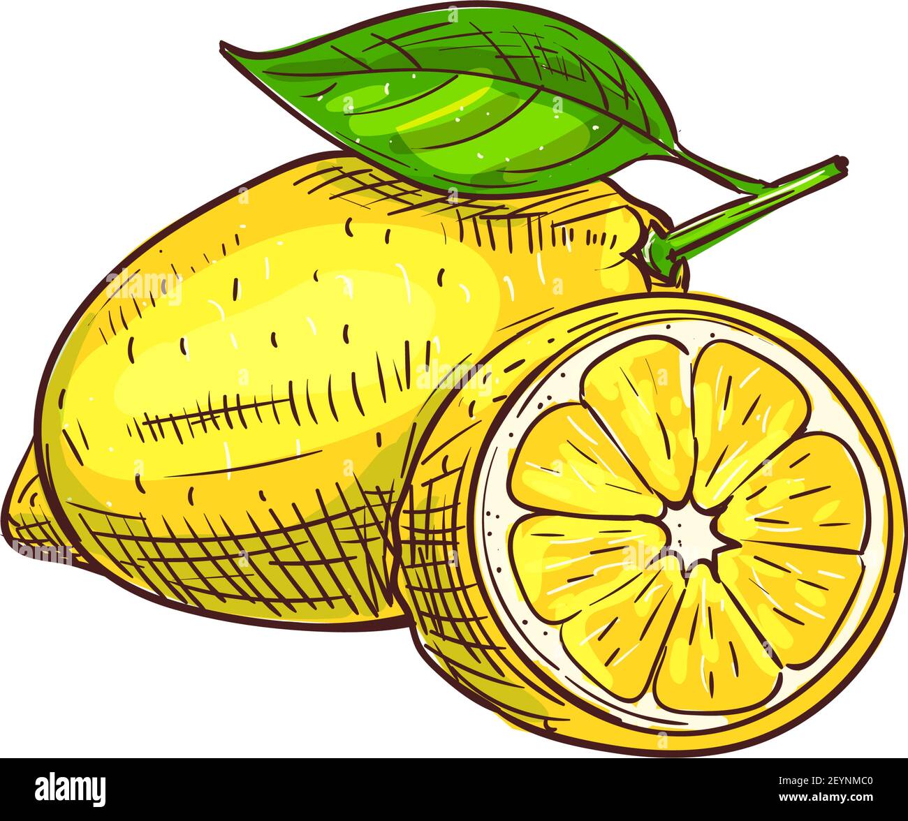 Un citron entier avec feuille verte isolée esquisse. Vecteur agrumes mûrs fruits aigre Illustration de Vecteur
