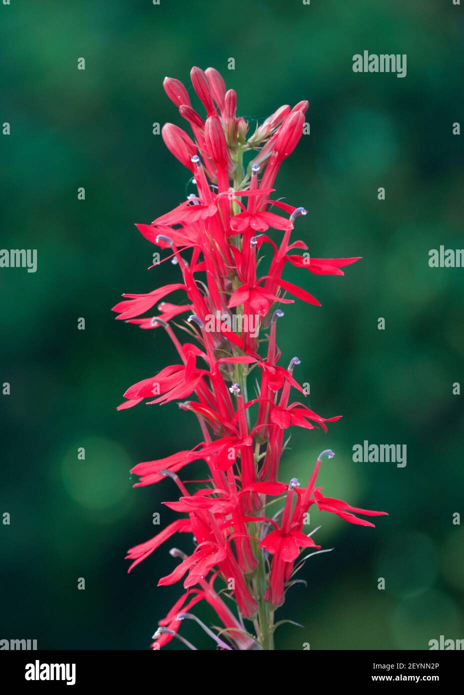 Pointe de fleur rouge cardinal sur fond vert flou Banque D'Images