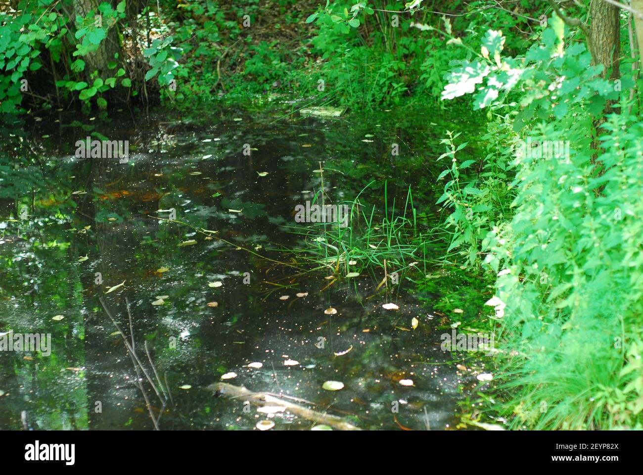 Forêt, rivière forestière, herbe de forêt verte, herbe, herbe verte Banque D'Images