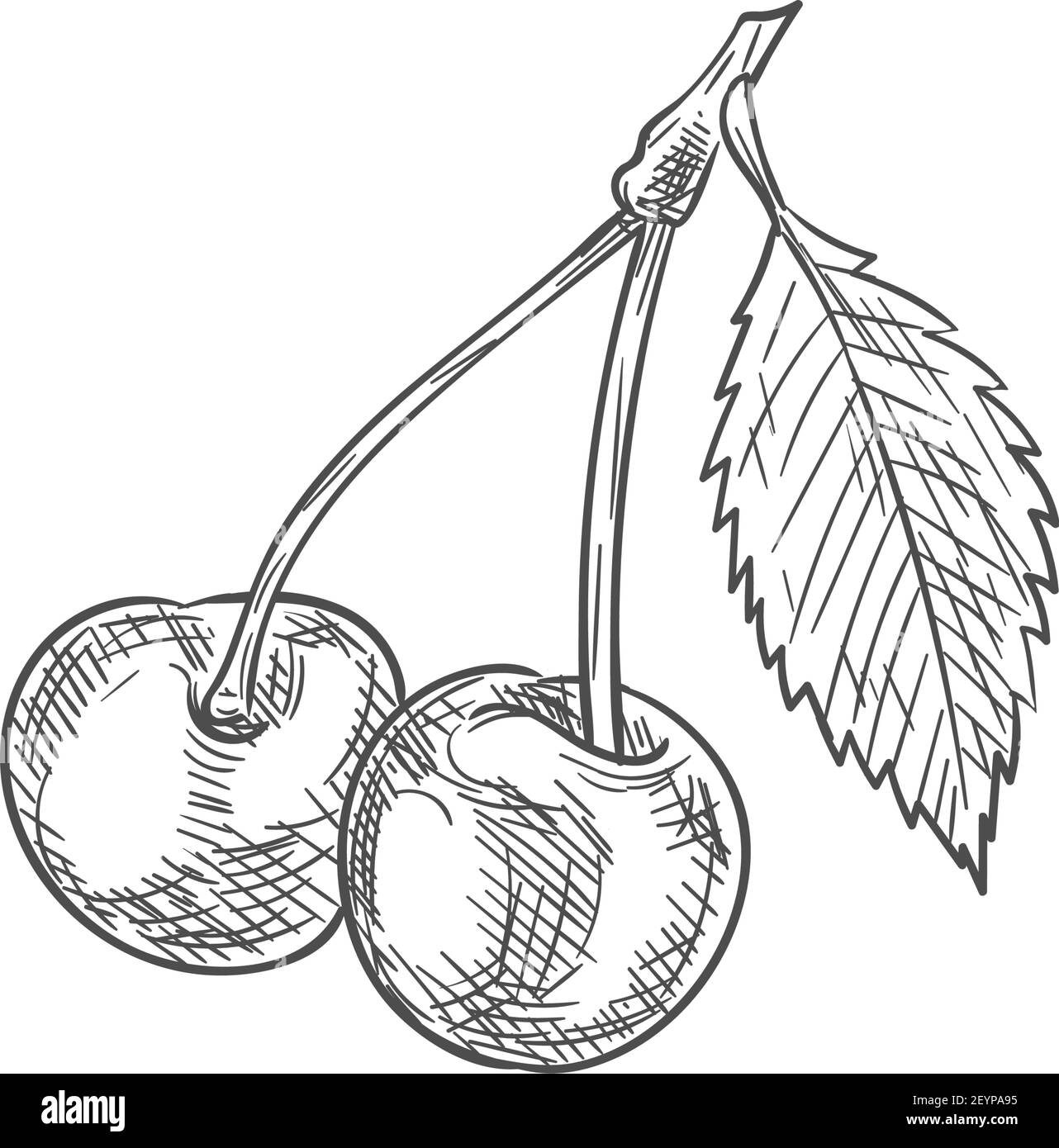 Fruit de cerise avec feuilles isolées esquisse. Baies rouges vectorielles avec feuille verte, dessert alimentaire Illustration de Vecteur