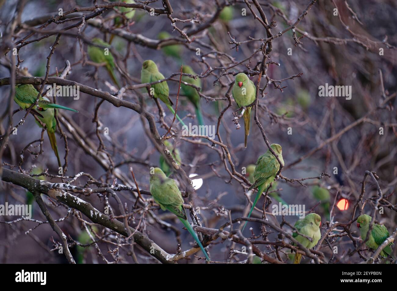 Cologne, Allemagne. 05e mars 2021. Après le coucher du soleil, les perruches se rassemblent sur leur roosting Tree du centre-ville. Les résidents à proximité de ces arbres sont souvent gênés par le niveau de bruit et les déjections des animaux. Credit: Henning Kaiser/dpa/Alay Live News Banque D'Images