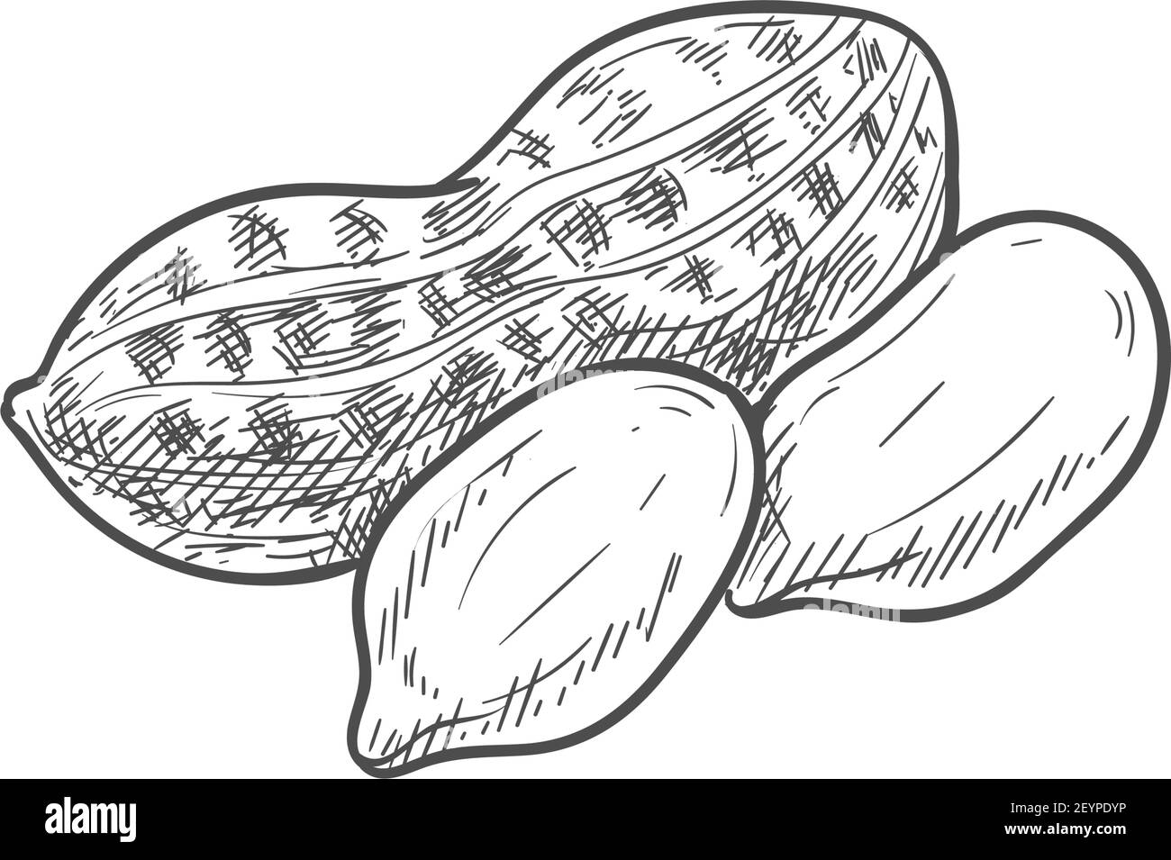 Arachides en coquille et écrous isolés d'arachide pelés. Noix vectorielles en carapace et en grains, nourriture de légumineuses Illustration de Vecteur