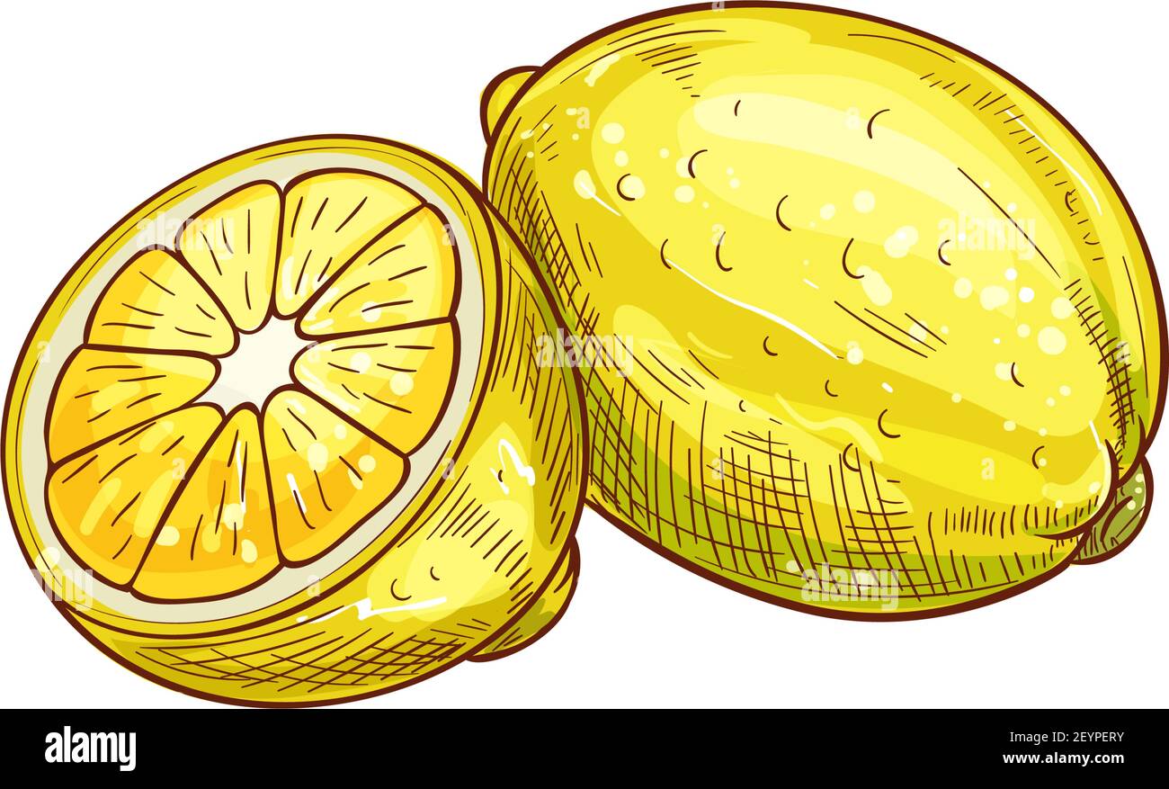 Un citron entier avec feuille verte isolée esquisse. Vecteur agrumes mûrs fruits aigre Illustration de Vecteur